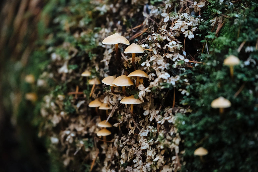 Women’s Contributions to the World of Mushrooms