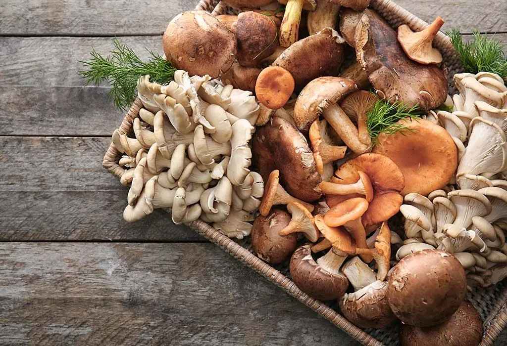 What’s The Difference Between Chaga and Reishi Mushrooms?